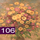 Nummer 106: chrysanten. Klik voor een vergroting.