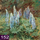 Nummer 152: Lupines blauw. Klik voor een vergroting.